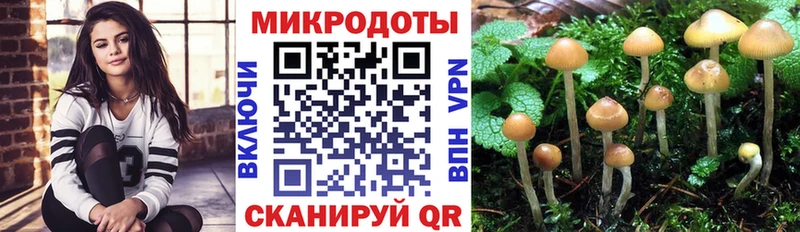 Галлюциногенные грибы Psilocybe  Ессентуки 