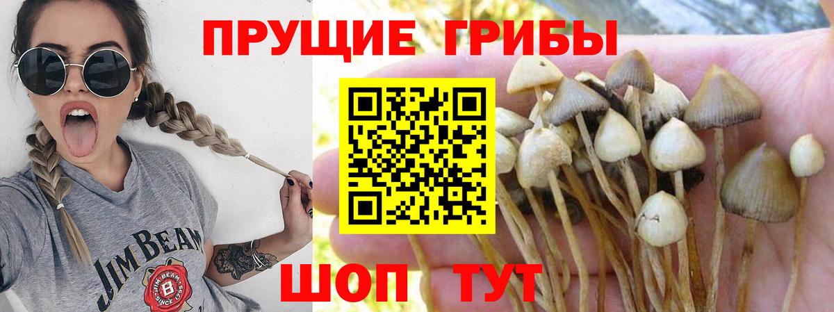 Псилоцибиновые грибы Psilocybe Ессентуки